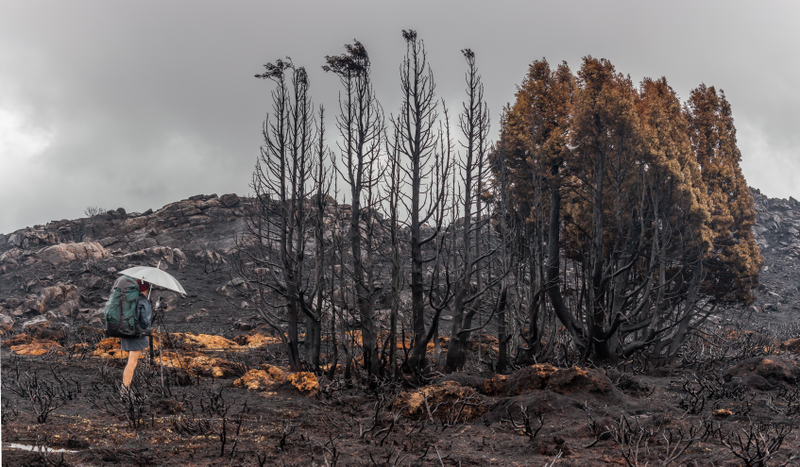 A stand of alpine trees was scorched by a bushfire in Tasmania’s World Heritage Area, via Dan Broun